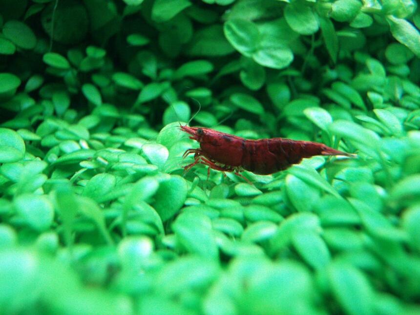 Rated #6: Corals Inverts - Neocaridina Denticulata Sinensis - Red Cherry Shrimp Stocking In 91 Gallons Tank - the red cherry shrimp.. Rated #6: Corals Inverts - Neocaridina Denticulata Sinensis - Red Cherry Shrimp Stocking In 91 Gallons Tank - the red cherry shrimp..