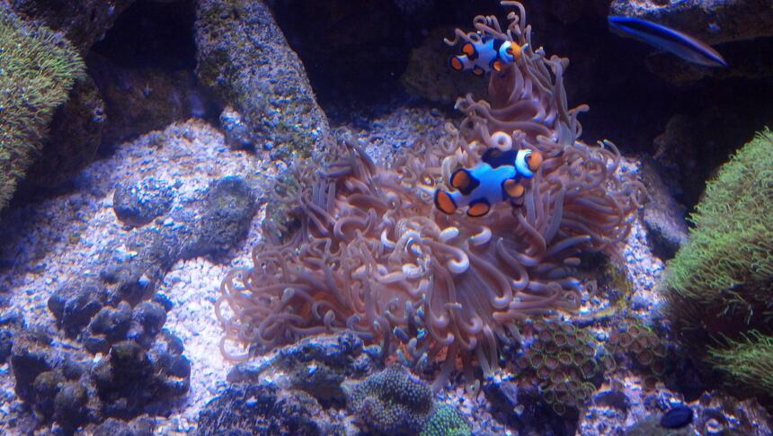 Rated #9: Corals Inverts - Macrodactyla Doreensis - Long Tentacle Anemone Stocking In 550 Gallons Tank - Long tentacle anemone with its Picasso clowns Rated #9: Corals Inverts - Macrodactyla Doreensis - Long Tentacle Anemone Stocking In 550 Gallons Tank - Long tentacle anemone with its Picasso clowns