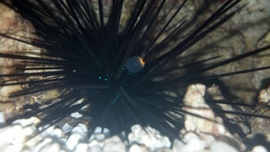 Rated #7: Corals Inverts - Diadema Setosum - Longspine Urchin, Black Stocking In 40 Gallons Tank - long spine urchin Rated #7: Corals Inverts - Diadema Setosum - Longspine Urchin, Black Stocking In 40 Gallons Tank - long spine urchin