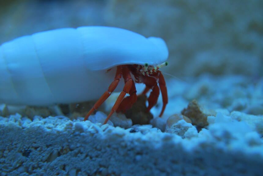 Rated #1: Corals Inverts Stocking In 90 Gallons Tank - Redlegged Hermit Rated #1: Corals Inverts Stocking In 90 Gallons Tank - Redlegged Hermit