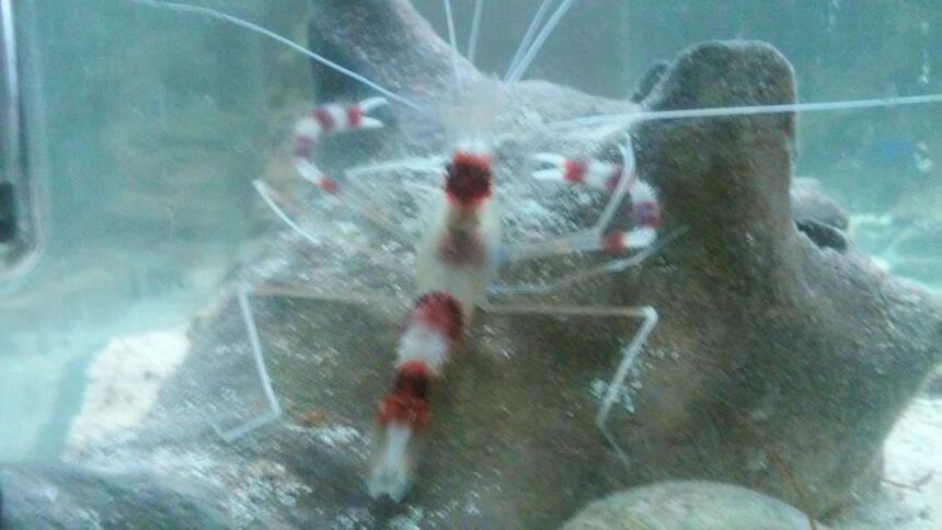 Rated #7: Corals Inverts Stocking In 40 Gallons Tank - Coral banded shrimp Rated #7: Corals Inverts Stocking In 40 Gallons Tank - Coral banded shrimp
