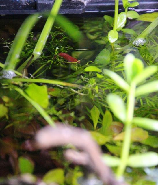Rated #6: Corals Inverts Stocking In 15 Gallons Tank - shrimp Rated #6: Corals Inverts Stocking In 15 Gallons Tank - shrimp