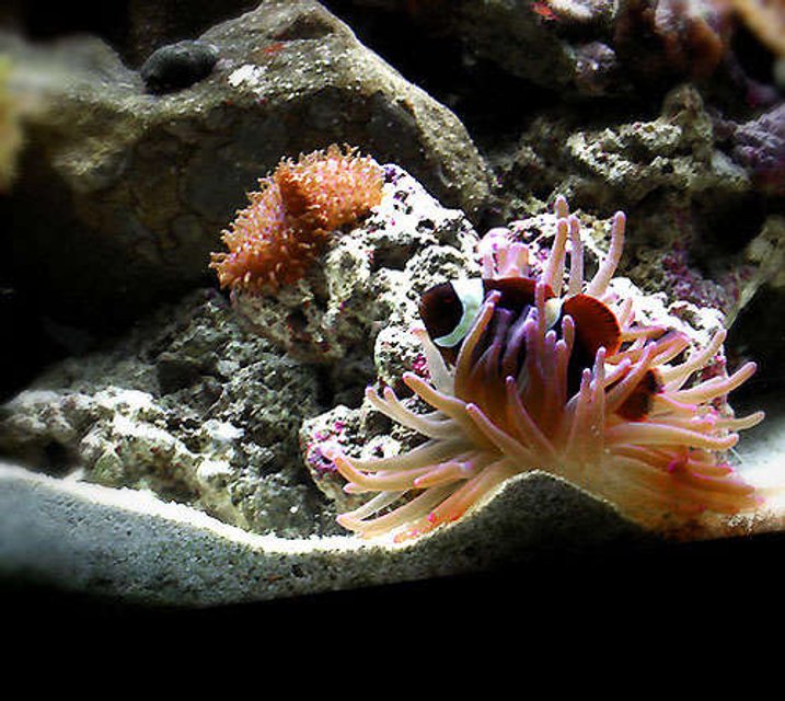 Rated #17: Corals Inverts - Condylactis Sp. - Haitian Reef Anemone Stocking In 55 Gallons Tank - Nemo taking a break Rated #17: Corals Inverts - Condylactis Sp. - Haitian Reef Anemone Stocking In 55 Gallons Tank - Nemo taking a break