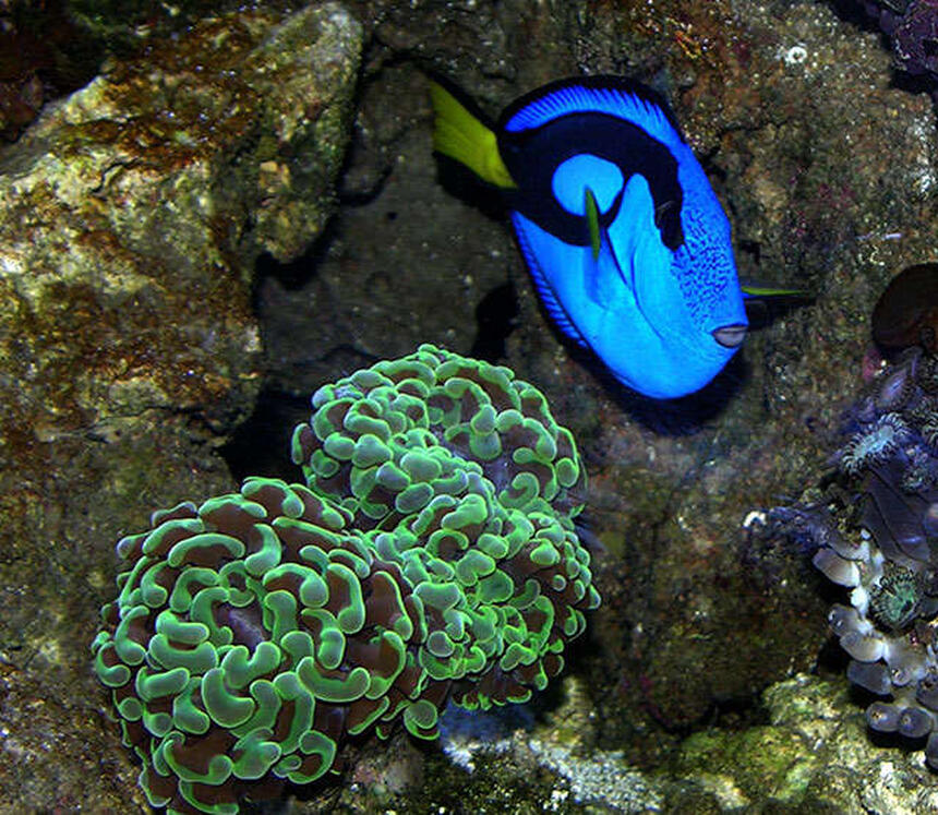Rated #4: Corals Inverts - Euphyllia Ancora - Hammer / Anchor Coral Stocking In 170 Gallons Tank - A vivid Blue Tang next to an Anchor Coral. Rated #4: Corals Inverts - Euphyllia Ancora - Hammer / Anchor Coral Stocking In 170 Gallons Tank - A vivid Blue Tang next to an Anchor Coral.