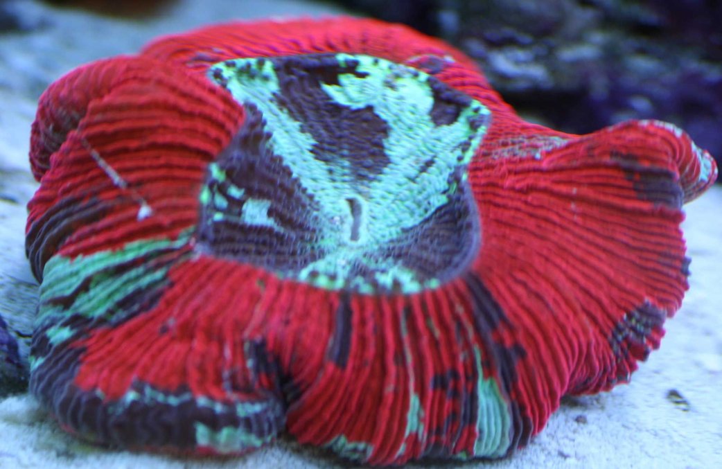 corals inverts - trachyphyllia geoffroyi - brain coral stocking in 110 gallons tank - Brains are cool corals inverts - trachyphyllia geoffroyi - brain coral stocking in 110 gallons tank - Brains are cool