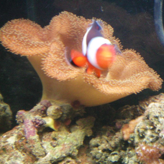 corals inverts - sarcophyton sp. - toadstool mushroom leather coral stocking in 60 gallons tank - My orange clown comming out of his home. My toad stool leather. corals inverts - sarcophyton sp. - toadstool mushroom leather coral stocking in 60 gallons tank - My orange clown comming out of his home. My toad stool leather.