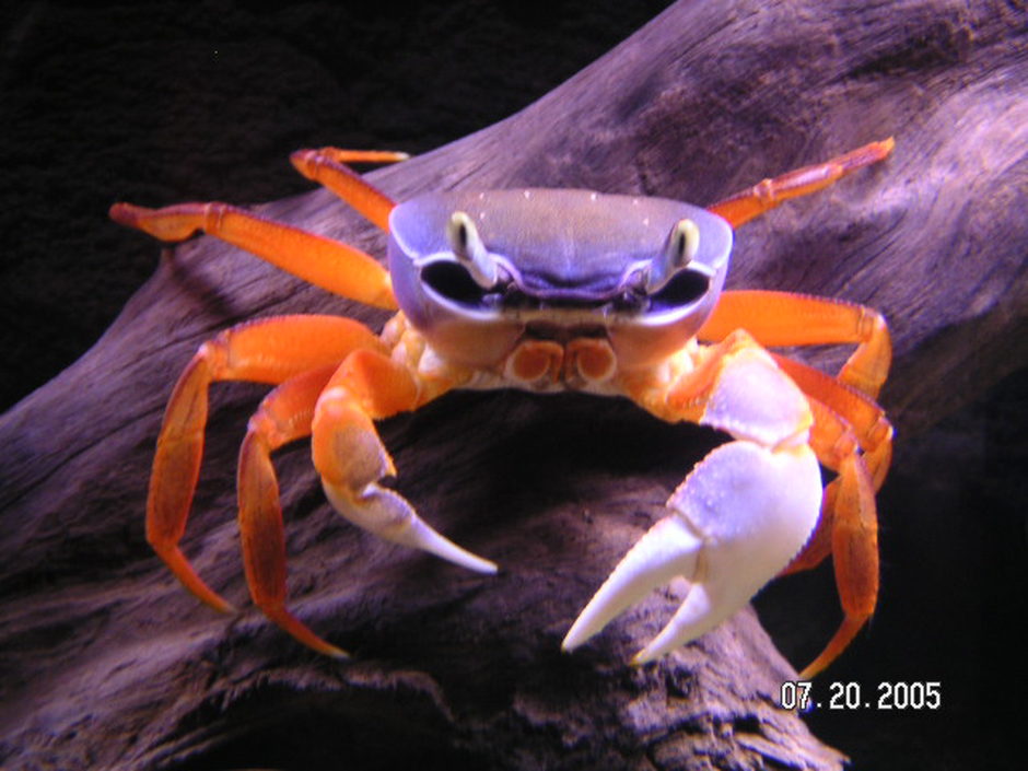 Fiddler Crab (uca pugnax) Photo Picture ID 1126 Fiddler Crab (uca pugnax) Photo Picture ID 1126