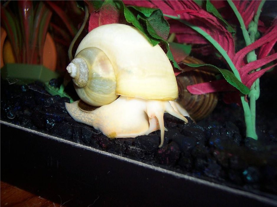 Mystery Snail (pomacea bridgesii) Photo Picture ID 13028 Mystery Snail (pomacea bridgesii) Photo Picture ID 13028