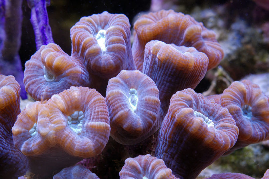 Candy Cane Coral (caulastrea furcata) Photos Page 3)