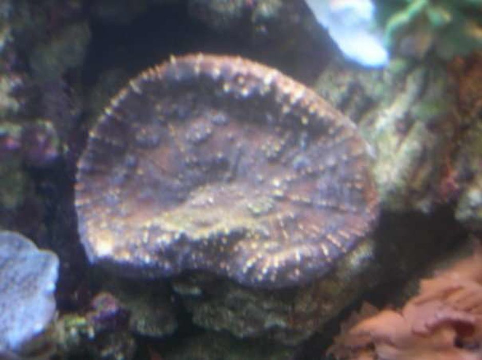Oxypora Coral (oxypora sp.) Photo Picture ID 5930 Oxypora Coral (oxypora sp.) Photo Picture ID 5930