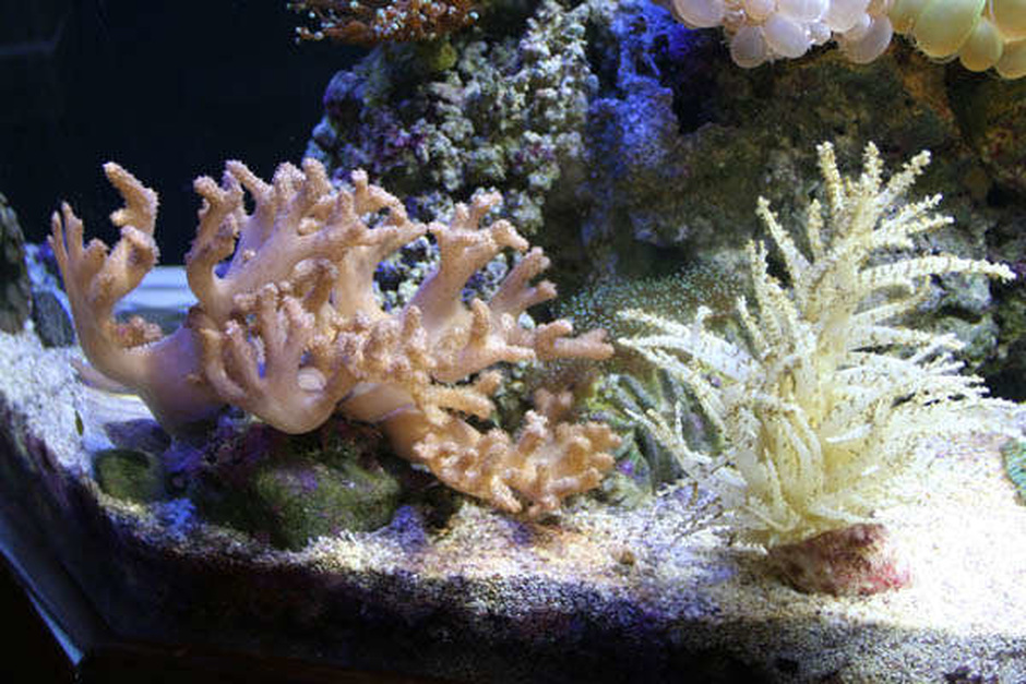 christmas tree coral sphaerella spp photos christmas tree coral sphaerella spp photos