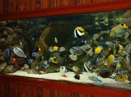 Rated #5: 2030 Gallons Saltwater Fish Tank - This is my first ever tank, cost me alot. Rated #5: 2030 Gallons Saltwater Fish Tank - This is my first ever tank, cost me alot.