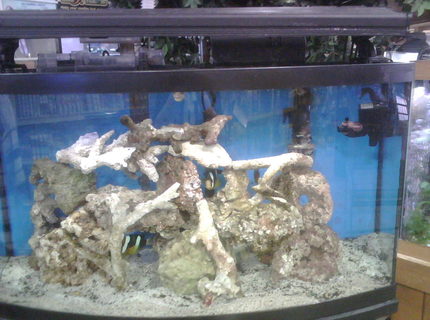 90 gallons saltwater fish tank (mostly fish, little/no live coral) - NEWEST SET-UP. 2 TEN YEAR OLD SEABAE CLOWNS, NO JOKE! 90 gallons saltwater fish tank (mostly fish, little/no live coral) - NEWEST SET-UP. 2 TEN YEAR OLD SEABAE CLOWNS, NO JOKE!