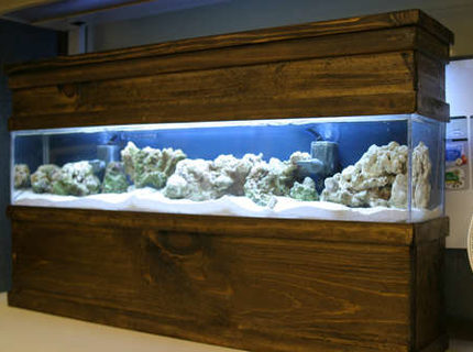 Rated #10: Saltwater Fish Tank - Updated photo of my DIY 5 gallon tank Rated #10: Saltwater Fish Tank - Updated photo of my DIY 5 gallon tank