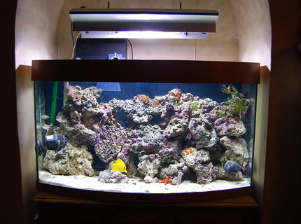 Rated #1: 40 Gallons Saltwater Fish Tank - Latest Picture of my Reef setup Rated #1: 40 Gallons Saltwater Fish Tank - Latest Picture of my Reef setup