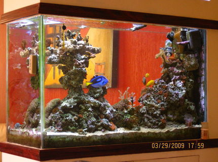 Rated #3: 90 Gallons Saltwater Fish Tank - Another from ther rear view Rated #3: 90 Gallons Saltwater Fish Tank - Another from ther rear view