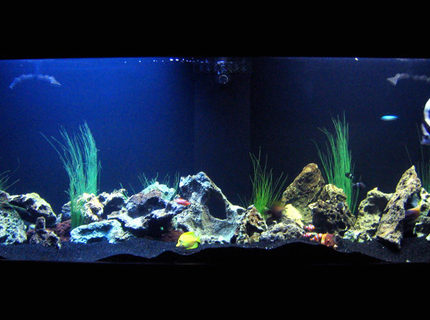 130 gallons saltwater fish tank (mostly fish, little/no live coral) - 130 gallon tank with Powder Blue Tang, Heniochus, Blue Tang, Yellow Tang, Sailfin Tang, Clown Fishes, Niger Trigger, Striped Damsels (avoid damsels - they're a pain!), Green Chromis, Green Serpent Star, Electric Blue Hermit Crab, Cleaner Shrimp, Lots of Hermit Crabs, and a Blue Lobster. 130 gallons saltwater fish tank (mostly fish, little/no live coral) - 130 gallon tank with Powder Blue Tang, Heniochus, Blue Tang, Yellow Tang, Sailfin Tang, Clown Fishes, Niger Trigger, Striped Damsels (avoid damsels - they're a pain!), Green Chromis, Green Serpent Star, Electric Blue Hermit Crab, Cleaner Shrimp, Lots of Hermit Crabs, and a Blue Lobster.