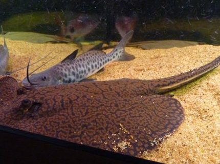 Rated #5: 200 Gallons Saltwater Fish Tank - Reticulated Ray and Vulture Catfish
Having a cuddle!
Wrong catagory again help!! Rated #5: 200 Gallons Saltwater Fish Tank - Reticulated Ray and Vulture Catfish
Having a cuddle!
Wrong catagory again help!!