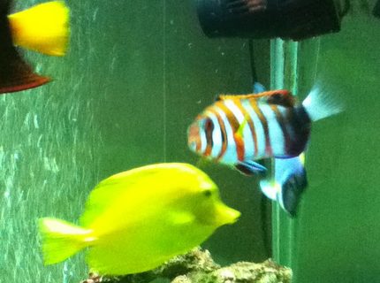 150 gallons saltwater fish tank (mostly fish, little/no live coral) - harlequin tusk yellow tang and powder blue. 150 gallons saltwater fish tank (mostly fish, little/no live coral) - harlequin tusk yellow tang and powder blue.
