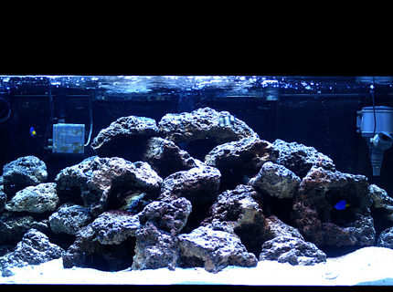 Rated #4: 50 Gallons Saltwater Fish Tank - damsels and 70 pounds of live rock, 50 gallon. Enjoy! Rated #4: 50 Gallons Saltwater Fish Tank - damsels and 70 pounds of live rock, 50 gallon. Enjoy!