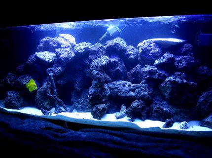 Rated #4: 100 Gallons Saltwater Fish Tank - 100 gallon reef tank. corals consist of mushrooms, buttons, leathers, hammer corals, and some other that i am not sure of but are in there. Rated #4: 100 Gallons Saltwater Fish Tank - 100 gallon reef tank. corals consist of mushrooms, buttons, leathers, hammer corals, and some other that i am not sure of but are in there.