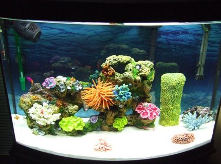 Rated #7: 36 Gallons Saltwater Fish Tank - I have 2 clown fish, 1 royal gramma, 1 purple fire goby, 1 skunk cleaner shrimp, and 1 blue knuckle hermit crab :DD Rated #7: 36 Gallons Saltwater Fish Tank - I have 2 clown fish, 1 royal gramma, 1 purple fire goby, 1 skunk cleaner shrimp, and 1 blue knuckle hermit crab :DD
