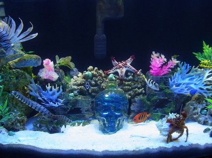 Rated #1: 50 Gallons Saltwater Fish Tank - 50 gallon bowfront Rated #1: 50 Gallons Saltwater Fish Tank - 50 gallon bowfront