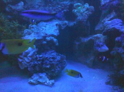125 gallons saltwater fish tank (mostly fish, little/no live coral) - quiet time 125 gallons saltwater fish tank (mostly fish, little/no live coral) - quiet time