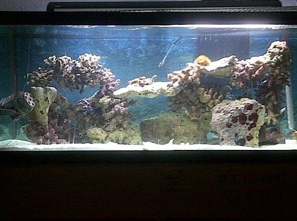 Rated #10: 75 Gallons Saltwater Fish Tank - 75 gallon Rated #10: 75 Gallons Saltwater Fish Tank - 75 gallon