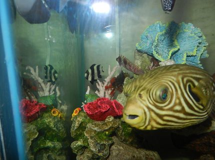Rated #8: 62 Gallons Saltwater Fish Tank - The Gang Rated #8: 62 Gallons Saltwater Fish Tank - The Gang