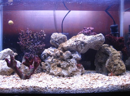 10 gallons saltwater fish tank (mostly fish, little/no live coral) - my first ever saltwater tank 10 gallon 2 yellow tail damsels and one royal gramma also a colony of zoo anthids and one mushroom coral 10 gallons saltwater fish tank (mostly fish, little/no live coral) - my first ever saltwater tank 10 gallon 2 yellow tail damsels and one royal gramma also a colony of zoo anthids and one mushroom coral