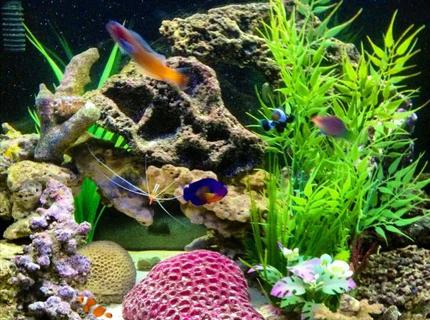 26 gallons saltwater fish tank (mostly fish, little/no live coral) - Hard to get all of them in the same picture, and not moving so its not blurry. Lol Best one I had out of the 100 I tried. 26 gallons saltwater fish tank (mostly fish, little/no live coral) - Hard to get all of them in the same picture, and not moving so its not blurry. Lol Best one I had out of the 100 I tried.