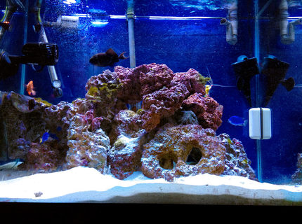 Rated #2: 55 Gallons Saltwater Fish Tank - My 55 Gallon Tank Rated #2: 55 Gallons Saltwater Fish Tank - My 55 Gallon Tank