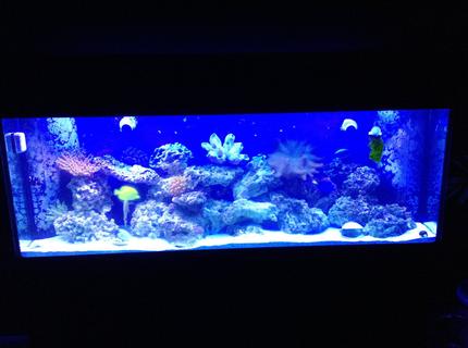 150 gallons saltwater fish tank (mostly fish, little/no live coral) - My 150 150 gallons saltwater fish tank (mostly fish, little/no live coral) - My 150