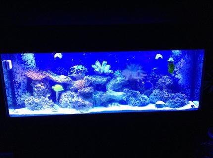 Rated #3: 150 Gallons Saltwater Fish Tank - My 150 Rated #3: 150 Gallons Saltwater Fish Tank - My 150