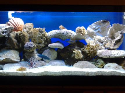 90 gallons saltwater fish tank (mostly fish, little/no live coral) - 90 gal 90 gallons saltwater fish tank (mostly fish, little/no live coral) - 90 gal