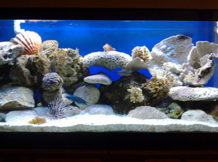 Rated #6: 90 Gallons Saltwater Fish Tank - 90 gal Rated #6: 90 Gallons Saltwater Fish Tank - 90 gal