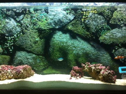 Rated #10: 10 Gallons Saltwater Fish Tank - My 10g wall-mounted aquarium Rated #10: 10 Gallons Saltwater Fish Tank - My 10g wall-mounted aquarium