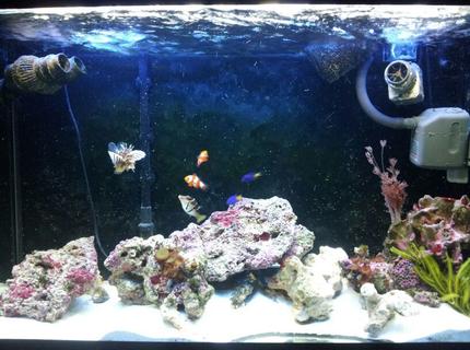 90 gallons saltwater fish tank (mostly fish, little/no live coral) - Another of the tank 90 gallons saltwater fish tank (mostly fish, little/no live coral) - Another of the tank