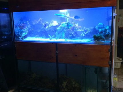 Rated #7: 230 Gallons Saltwater Fish Tank - New setup Rated #7: 230 Gallons Saltwater Fish Tank - New setup