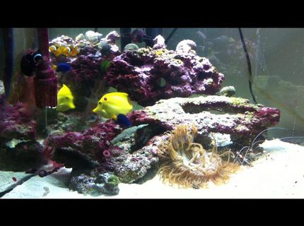 Rated #4: 75 Gallons Saltwater Fish Tank - My salt water tank running two years an doing well may
57 gallon corner tank
100 pounds of Fiji live rock
2 clowns
One yellow tang
3 damsals
A very large long tenical
And a angel fish that I don\ Rated #4: 75 Gallons Saltwater Fish Tank - My salt water tank running two years an doing well may
57 gallon corner tank
100 pounds of Fiji live rock
2 clowns
One yellow tang
3 damsals
A very large long tenical
And a angel fish that I don't know the name of
A bunch of inverts chola te star fish
More then I can name took me 3 mounths to build my self my true pride