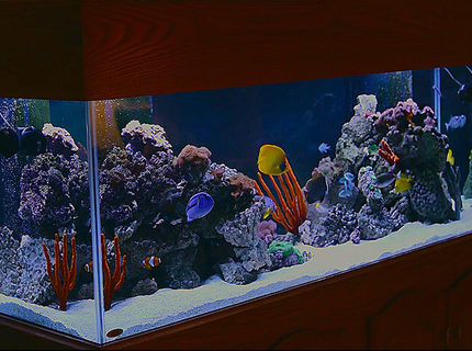 Rated #1: 180 Gallons Saltwater Fish Tank - 180 gallon saltwater fish tank w/live rock, green carpet anemone, various mushrooms. Rated #1: 180 Gallons Saltwater Fish Tank - 180 gallon saltwater fish tank w/live rock, green carpet anemone, various mushrooms.