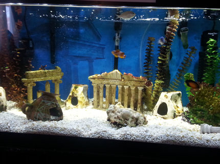 Rated #6: 40 Gallons Saltwater Fish Tank - My 40 Gallon Breeder Rated #6: 40 Gallons Saltwater Fish Tank - My 40 Gallon Breeder