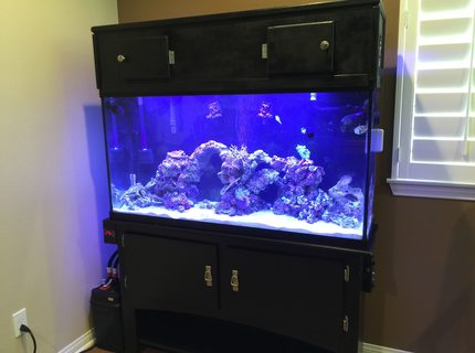 Rated #4: 60 Gallons Saltwater Fish Tank - 60 gallon saltwater reef fish tank Rated #4: 60 Gallons Saltwater Fish Tank - 60 gallon saltwater reef fish tank