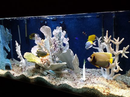 Rated #1: 220 Gallons Saltwater Fish Tank - I\ Rated #1: 220 Gallons Saltwater Fish Tank - I'm not great photographer (needless to say) but you get the point. I open to questions and "constructive" criticism.