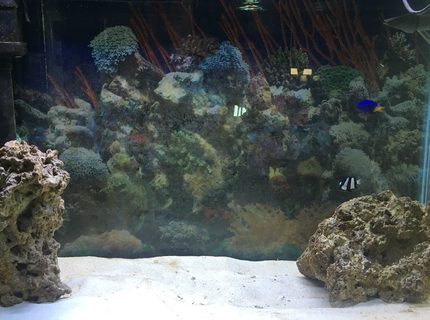 Rated #4: 29 Gallons Saltwater Fish Tank - Just the beginning Rated #4: 29 Gallons Saltwater Fish Tank - Just the beginning