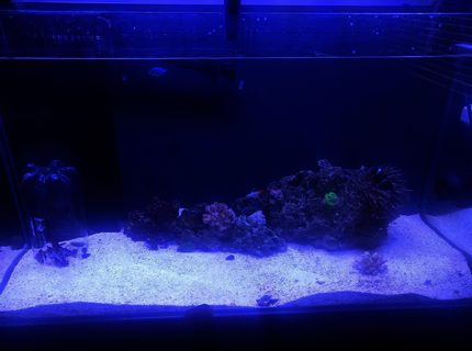 65 gallons saltwater fish tank (mostly fish, little/no live coral) - k 65 gallons saltwater fish tank (mostly fish, little/no live coral) - k