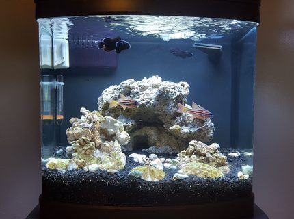12 gallons saltwater fish tank (mostly fish, little/no live coral) - Midnight Black Clowns
Blue Eyed Candy Cane Cardinals
Emerald crabs
Tank is 2 moths old, last fish to add will be a goby of some kind, new lights coming soon, then a few corals 12 gallons saltwater fish tank (mostly fish, little/no live coral) - Midnight Black Clowns
Blue Eyed Candy Cane Cardinals
Emerald crabs
Tank is 2 moths old, last fish to add will be a goby of some kind, new lights coming soon, then a few corals