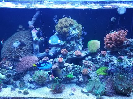 30 gallons saltwater fish tank (mostly fish, little/no live coral) - Started back up a year ago. Red sea 250 tank. 30 gallons saltwater fish tank (mostly fish, little/no live coral) - Started back up a year ago. Red sea 250 tank.