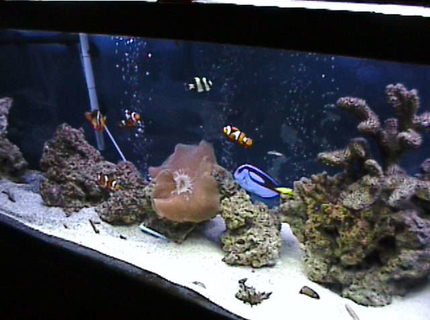 Rated #9: 125 Gallons Saltwater Fish Tank - 125 gallon.. still growing.. GIVE LOVE TO THE BIG TANKS WHEN YOU RATE THEM. COST ALOT MORE TO MAKE THEM LOOK GOOD. Rated #9: 125 Gallons Saltwater Fish Tank - 125 gallon.. still growing.. GIVE LOVE TO THE BIG TANKS WHEN YOU RATE THEM. COST ALOT MORE TO MAKE THEM LOOK GOOD.